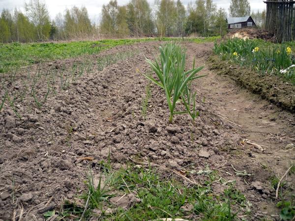 Перекопка - средство борьбы с сорняками