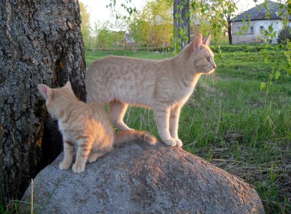 Коты - надежное средство от кротов