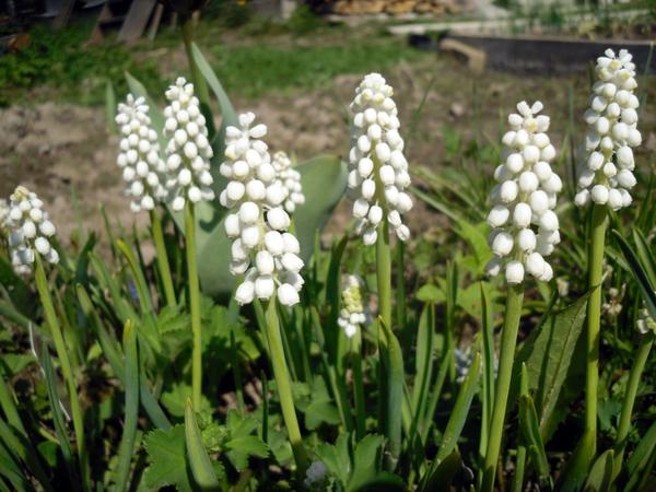 Мускари кистевидный, или гроздевидный (Muscari botryoides), сорт Album. Фото автора