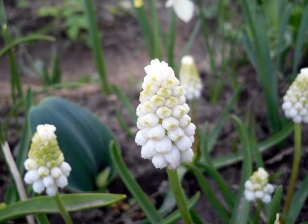 Мускари Оше (Muscari aucheri), или мускари Тубергена (Muscari tubergenianum), сорт White Magic. Фото автора