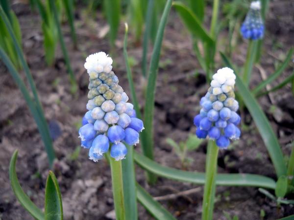 Мускари Оше (Muscari aucheri), или мускари Тубергена (Muscari tubergenianum), сорт Ocean Magic. Фото автора