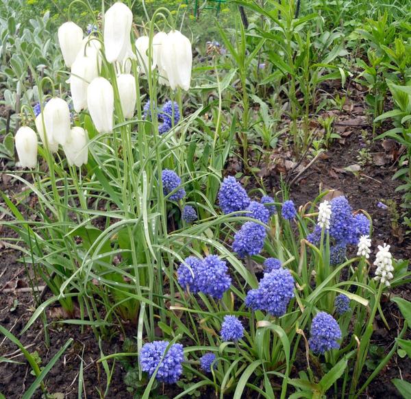 Мускари Blue Spike и рябчик шахматный Alba. Фото автора