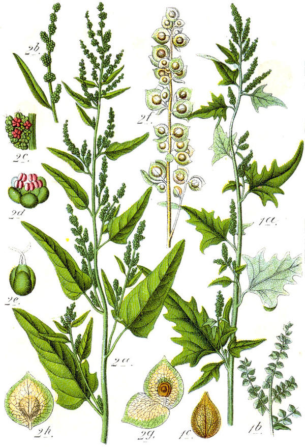 Слева - лебеда садовая (Atriplex hortensis), справа - лебеда стреловидная (Atriplex sagittata). Ботаническая иллюстрация Якоба Штурма из книги Deutschlands Flora in Abbildungen, 1796