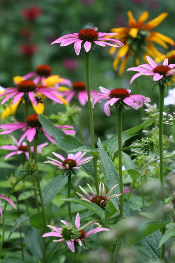 Эхинацея (Echinacea)