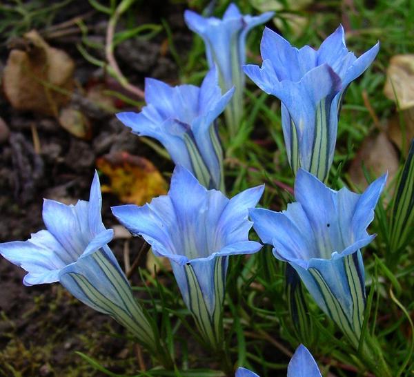 Горечавка китайская украшенная (Gentiana sino-ornata)