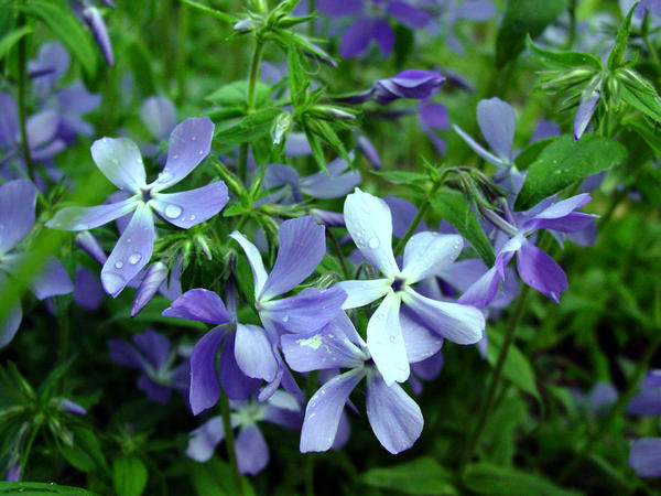 Флокс растопыренный (Phlox divaricata)