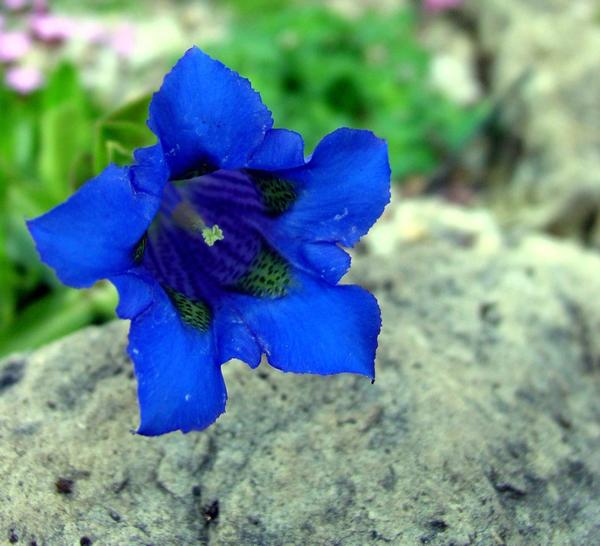 Горечавка динарская (Gentiana dinarica)