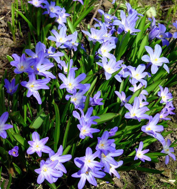 Хионодокса Люцилии (Chionodoxa luciliae)