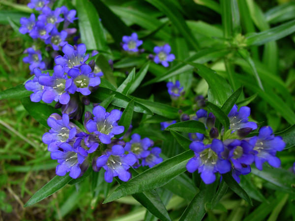 Горечавка даурская (Gentiana dahurica)