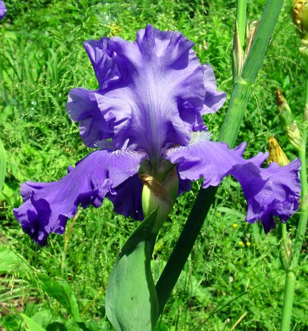 Ирис (Iris)