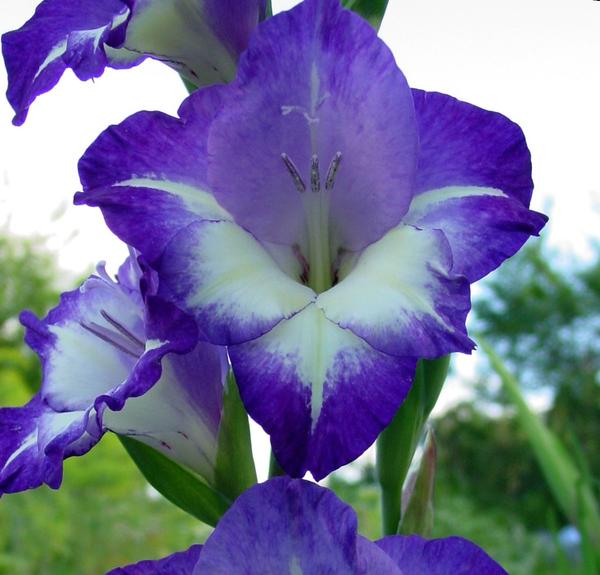 Гладиолус (Gladiolus) Glen&amp;amp;#39;s Blue