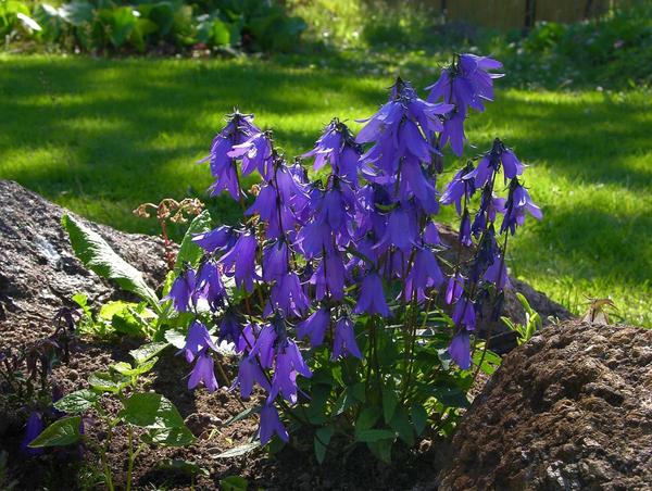 Колокольчик холмовой (Campanula collina)