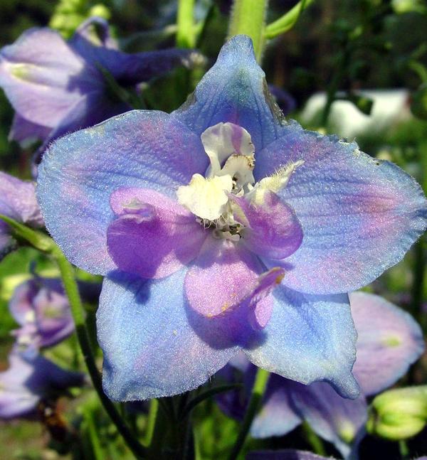 Дельфиниум (Delphinium)