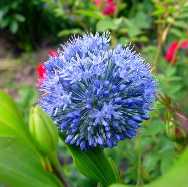 Лук голубой (Allium caeruleum)