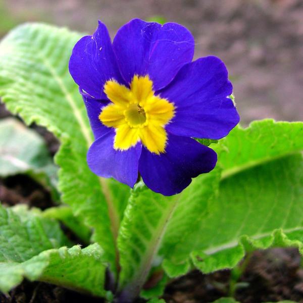 Примула высокая (Primula elatior) Blue Selection