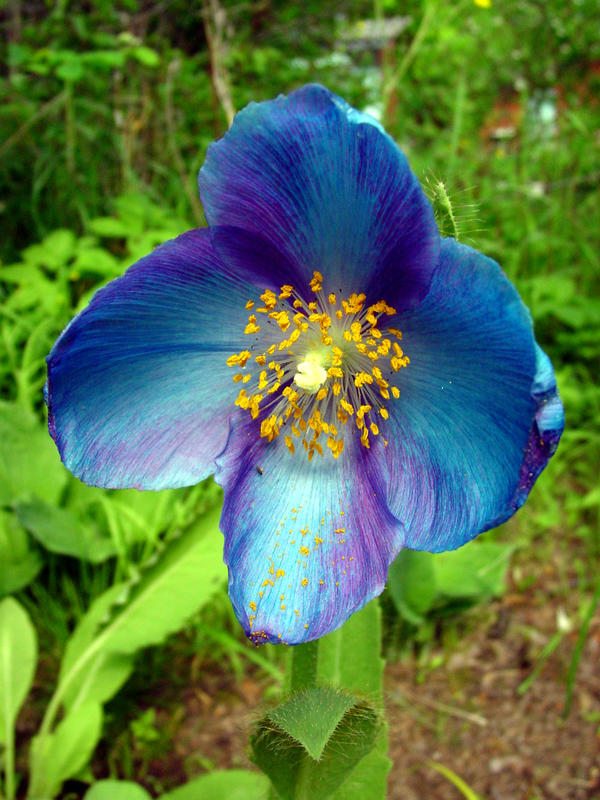 Меконопсис (Meconopsis x sheldonii)