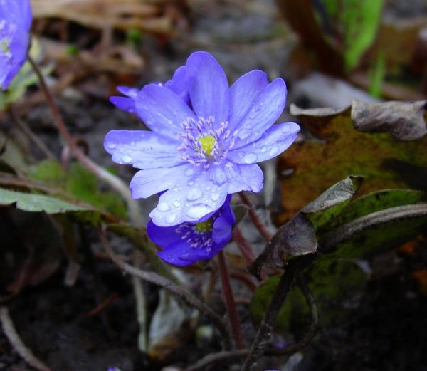 Печеночница благородная (Hepatica nobilis)