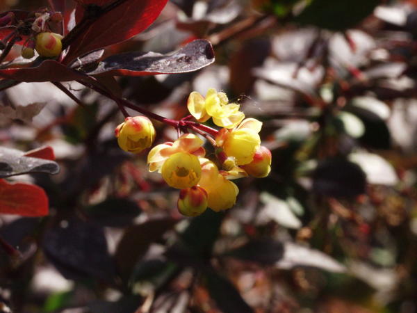 Барбарис оттавский (Berberis x ottawiensis)