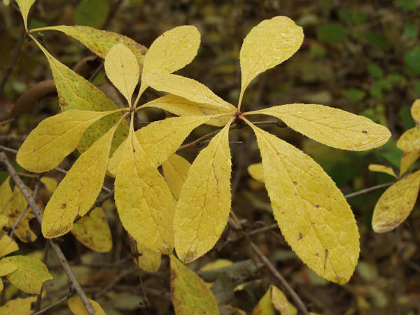 Барбарис амурский (Berberis amurensis)