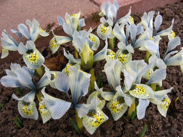 Iris winogradowii &amp;amp;#39;Katharine Hodgkin&amp;amp;#39;