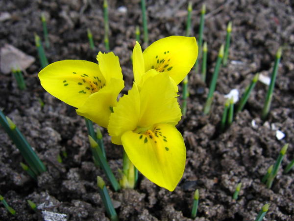 Iris danfordiae