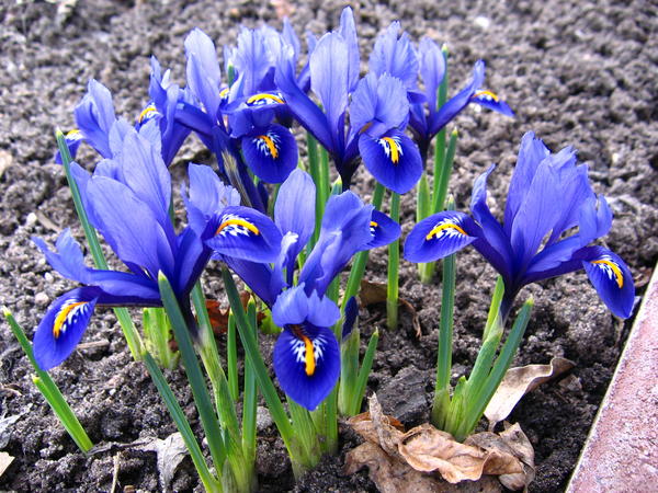 Iris reticulata &amp;amp;#39;Harmony&amp;amp;#39;