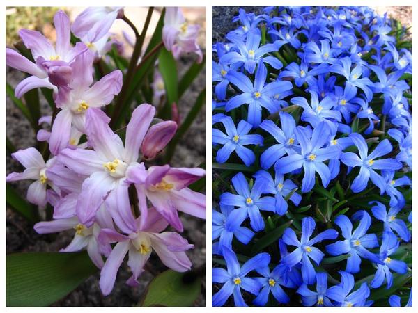 Хионодокса Люцилии (Chionodoxa luciliae)