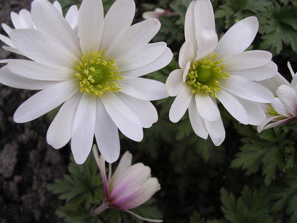 Anemone blanda &amp;amp;#39;White Splendour&amp;amp;#39;