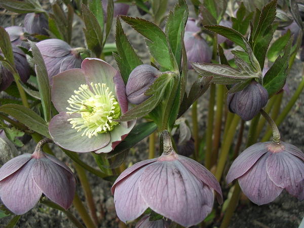 Helleborus purpurascens