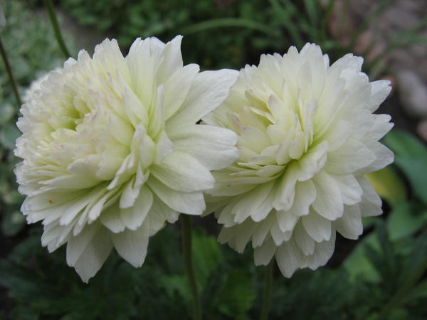 Anemone sylvestris f.flore pleno