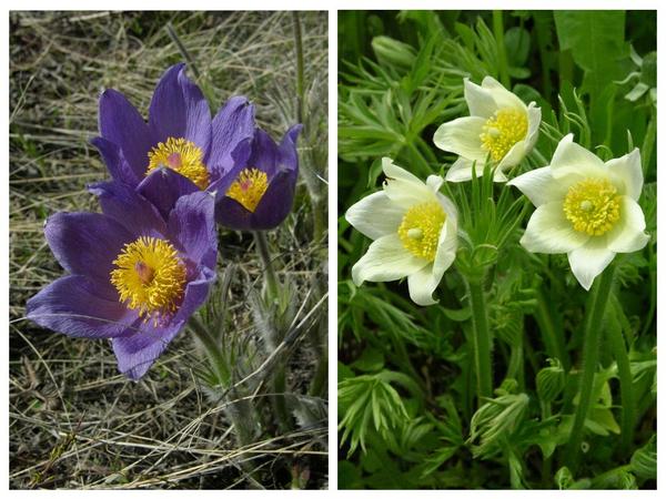 Прострел раскрытый (Pulsatilla patens) и прострел желтеющий (P. flavescens)