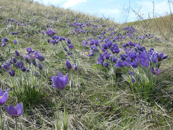 Прострел раскрытый (Pulsatilla patens) - очень распространенный вид