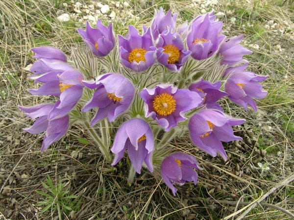 Прострел раскрытый (Pulsatilla patens)