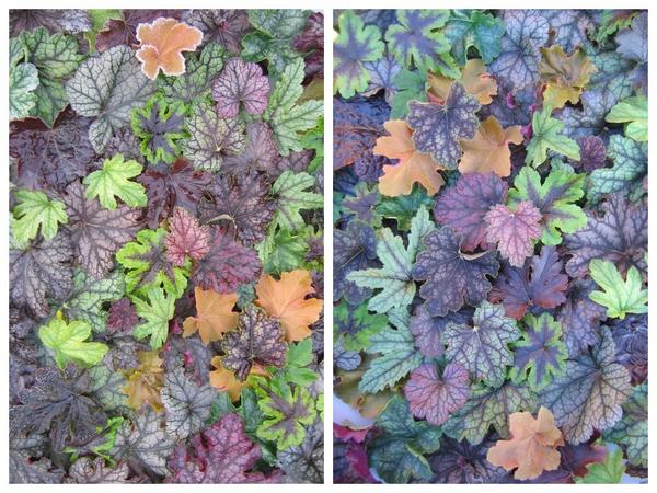 Краски листвы современных сортов и гибридов гейхеры поражают воображение