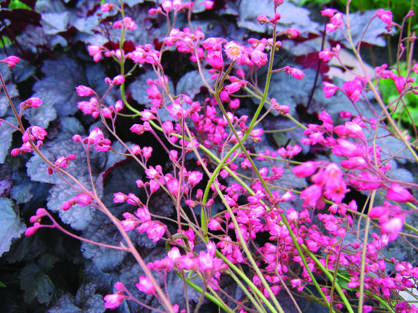 Гейхера кроваво-красная (Heuchera sanguinea)