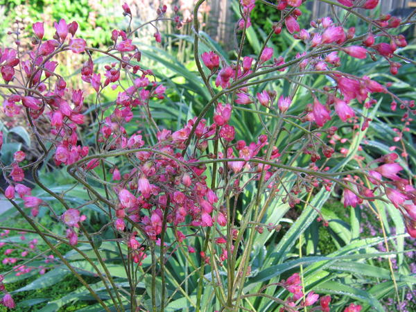 Гейхера кроваво-красная (Heuchera sanguinea)