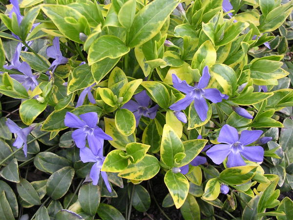 Барвинок малый (Vinca minor) &amp;amp;amp;#39;Aureovariegata&amp;amp;amp;#39;