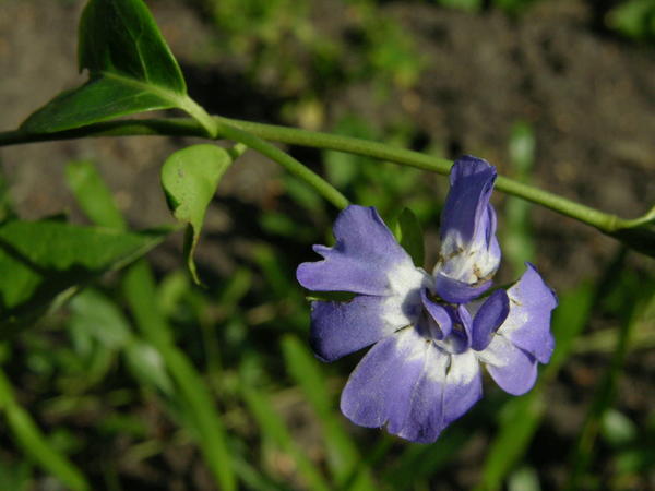 Барвинок малый (Vinca minor) &amp;amp;#39;Azurea Flore Pleno&amp;amp;#39;