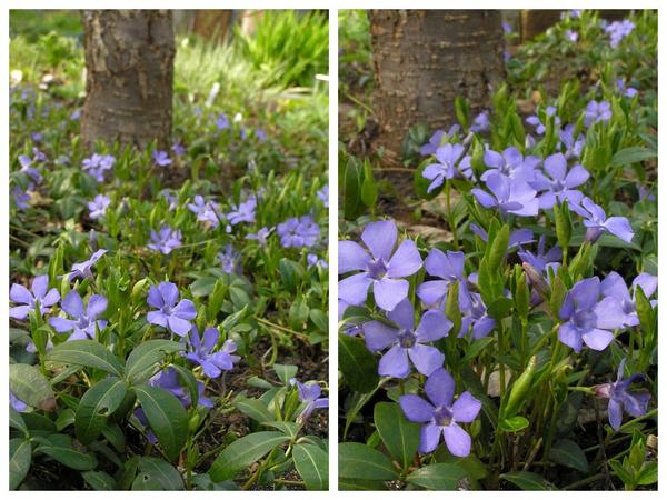 Барвинок малый (Vinca minor) - растение, которое труднее уничтожить, чем посадить