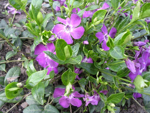 Барвинок малый (Vinca minor) &amp;amp;amp;#39;Atropurpurea&amp;amp;amp;#39;