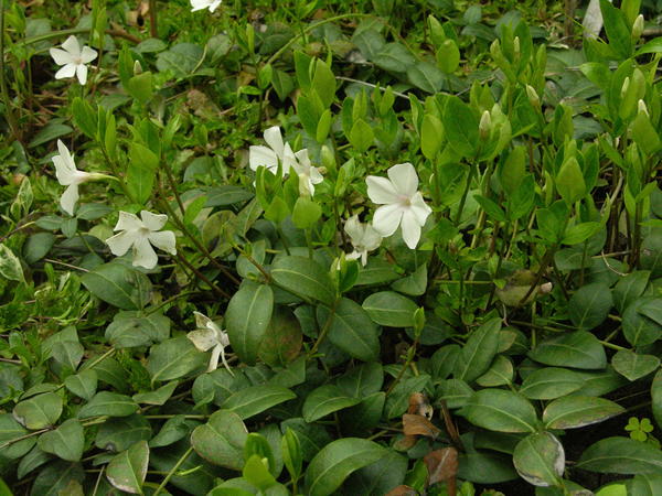 Барвинок малый (Vinca minor) &amp;amp;amp;#39;Alba&amp;amp;amp;#39;