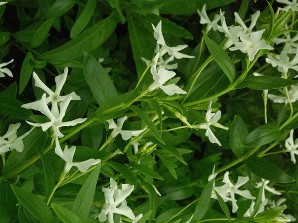 Барвинок травянистый (Vinca herbacea) &amp;amp;amp;#39;Alba&amp;amp;amp;#39;