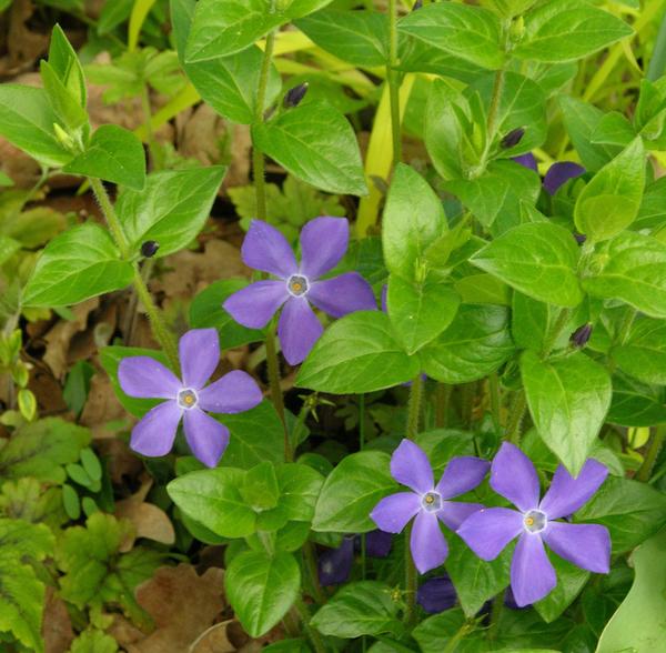 Барвинок большой (Vinca major var. hirsuta)