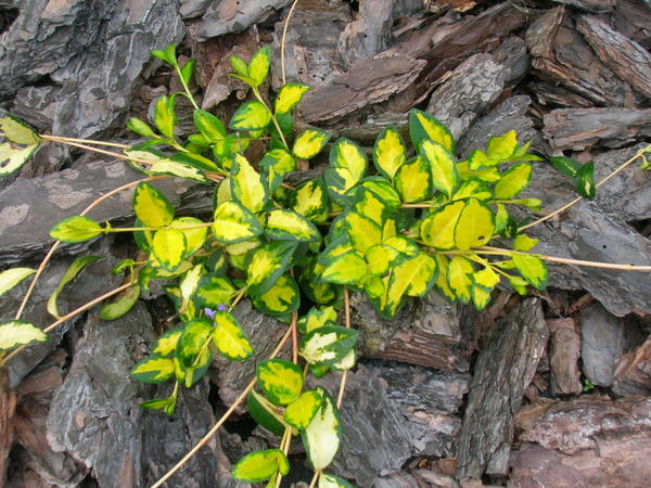 Барвинок малый (Vinca minor) &amp;amp;#39;Illumination&amp;amp;#39;