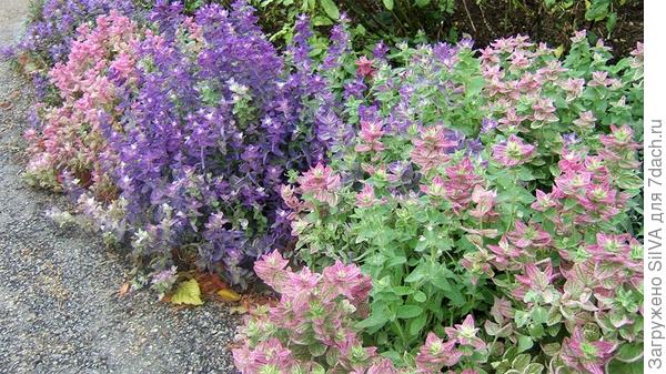 Salvia viridis