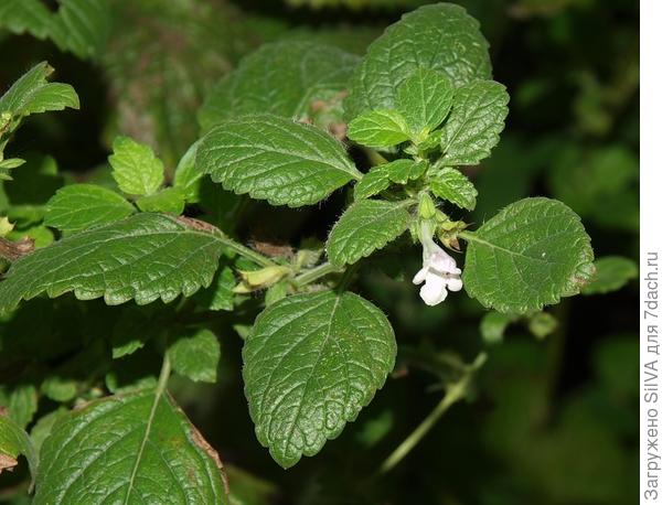 Лекарственная мелисса