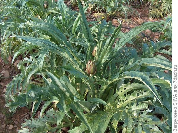 Cynara_scolymus