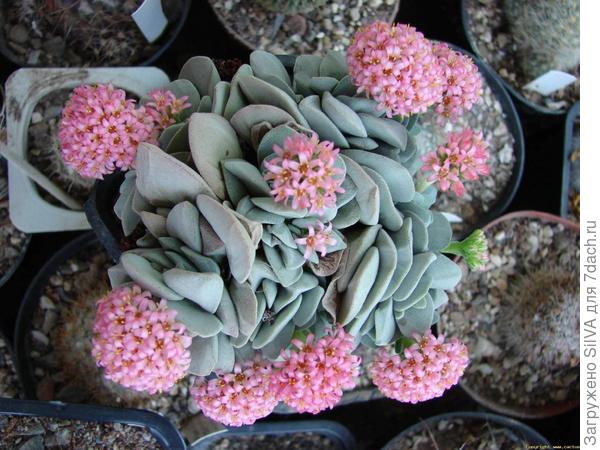 Crassulaceae on cactusi