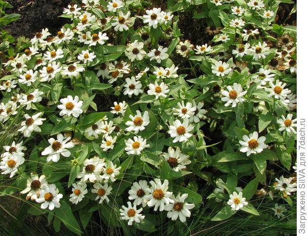 Zinnia mexicana