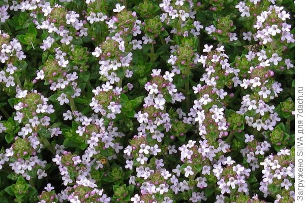 Thymus vulgaris L